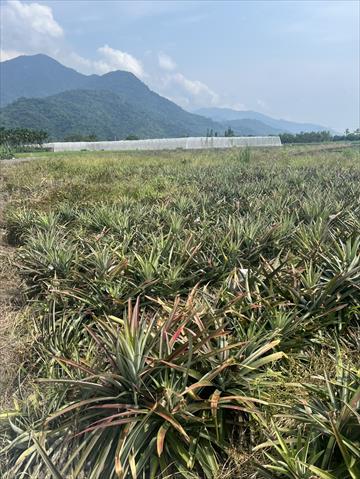 生產者圖片