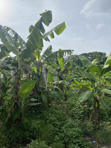 生產者圖片