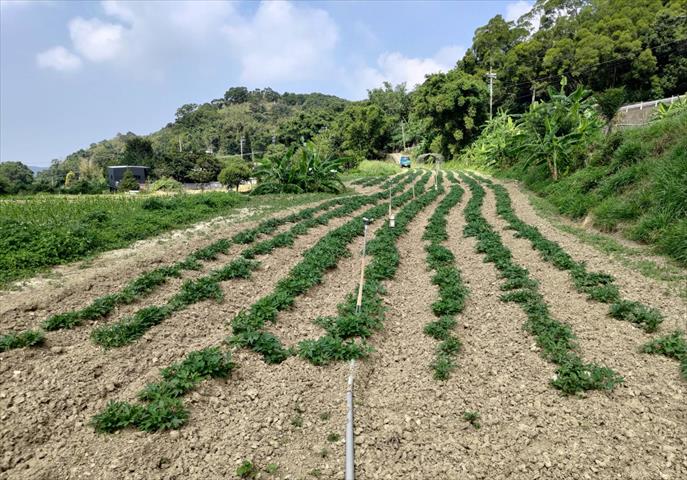 生產者圖片