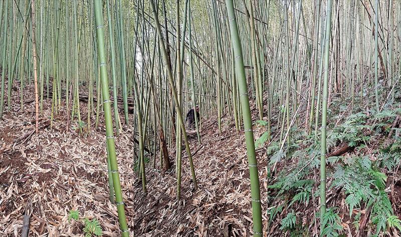 生產者圖片