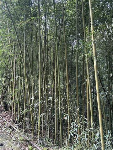 生產者圖片