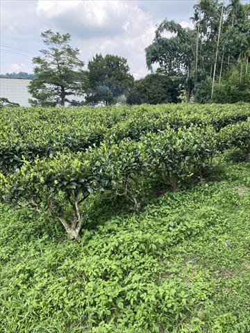 生產者圖片