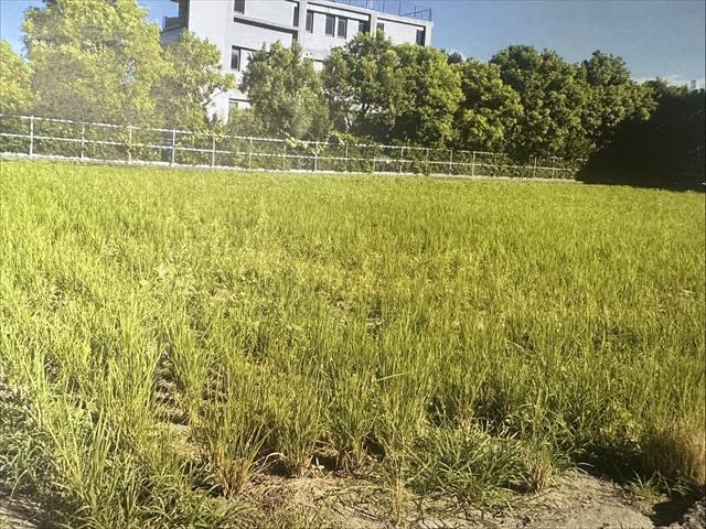 生產者圖片