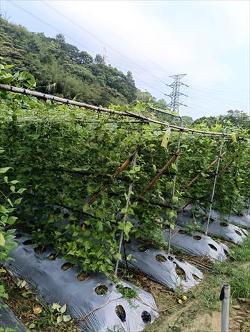 生產者圖片