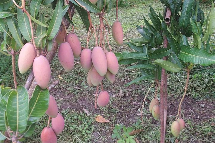 生產者圖片
