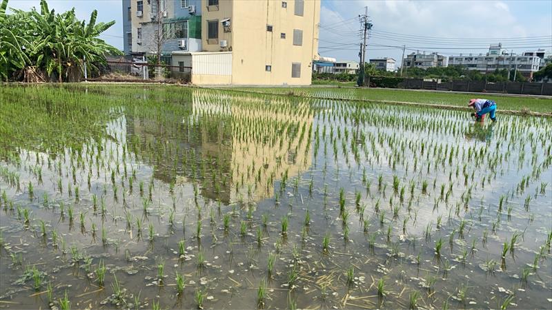 生產者圖片