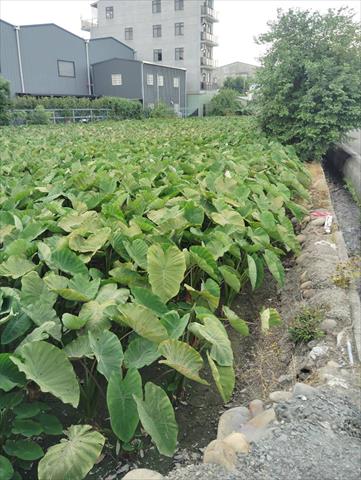 生產者圖片