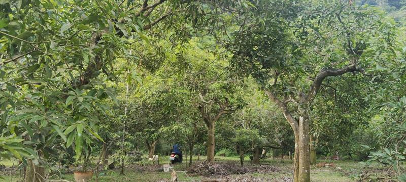 生產者圖片