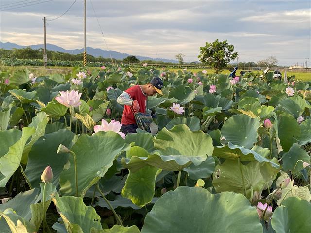 生產者圖片