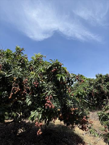 生產者圖片
