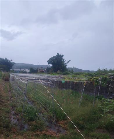 生產者圖片