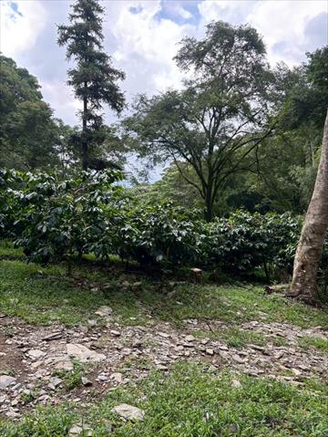 生產者圖片