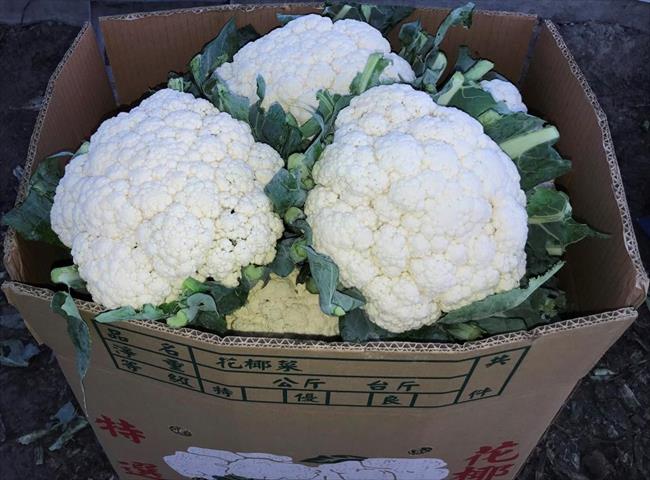 生產者圖片