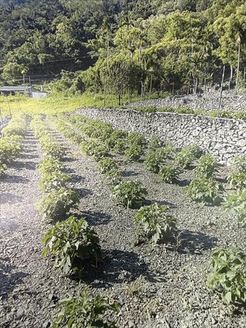 生產者圖片