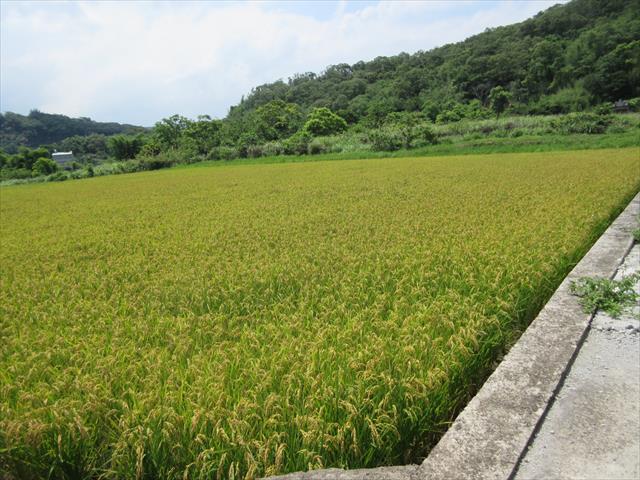 生產者圖片