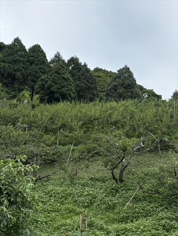 生產者圖片