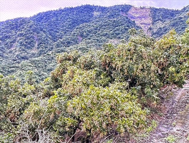 生產者圖片