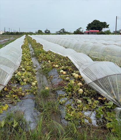 生產者圖片