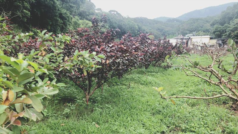 生產者圖片