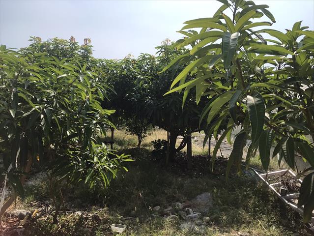 生產者圖片