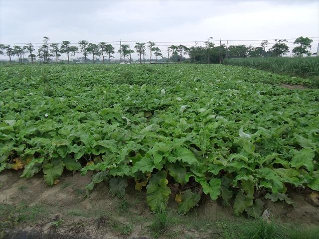 生產者圖片