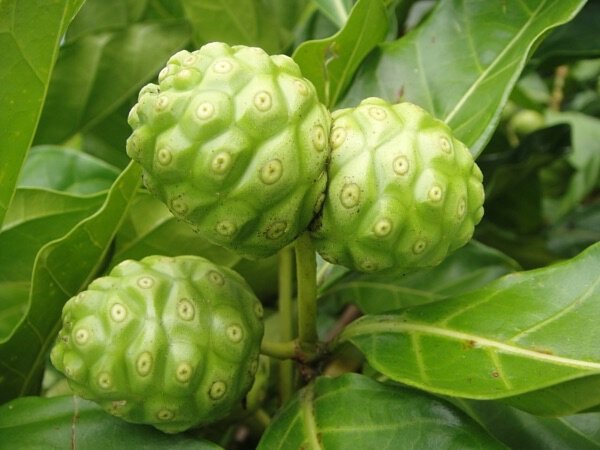 生產者圖片