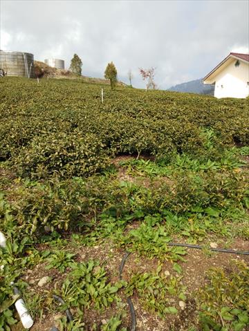 生產者圖片
