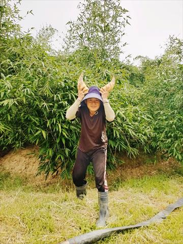 生產者圖片