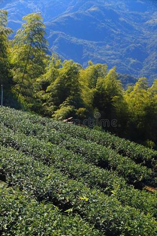生產者圖片