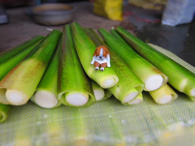 生產者圖片