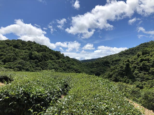 生產者圖片