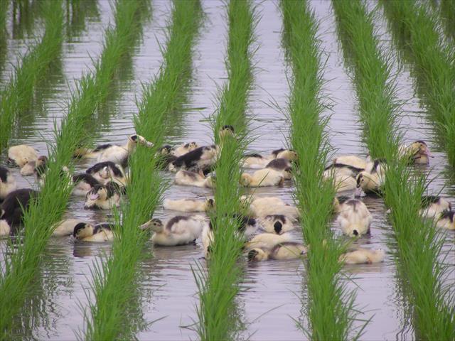 生產者圖片