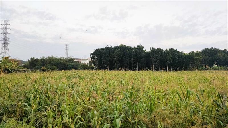 生產者圖片