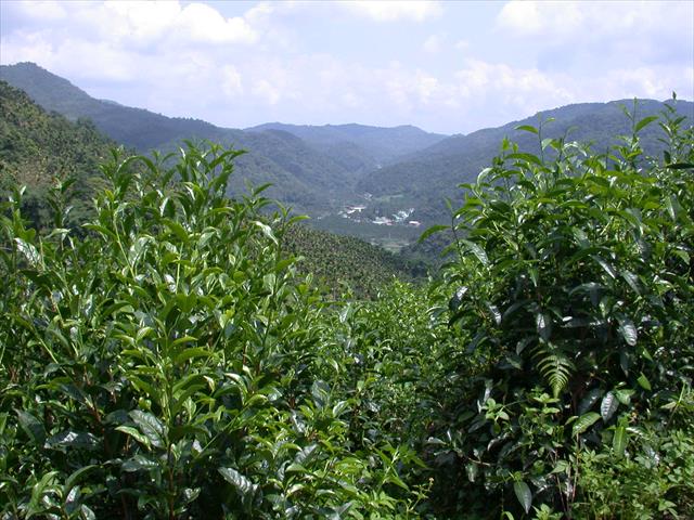 生產者圖片