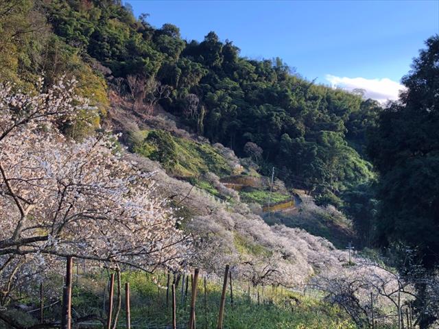 生產者圖片