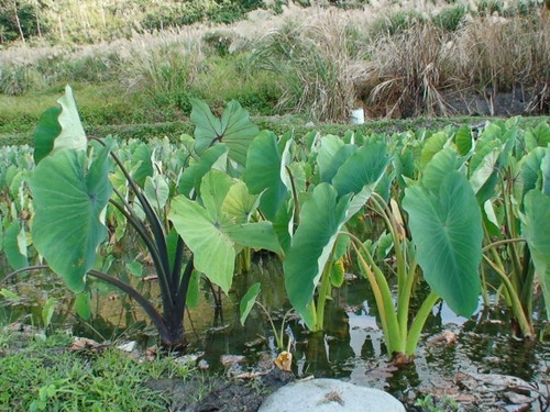 生產者圖片
