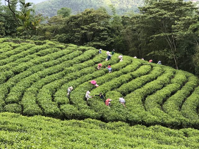 生產者圖片