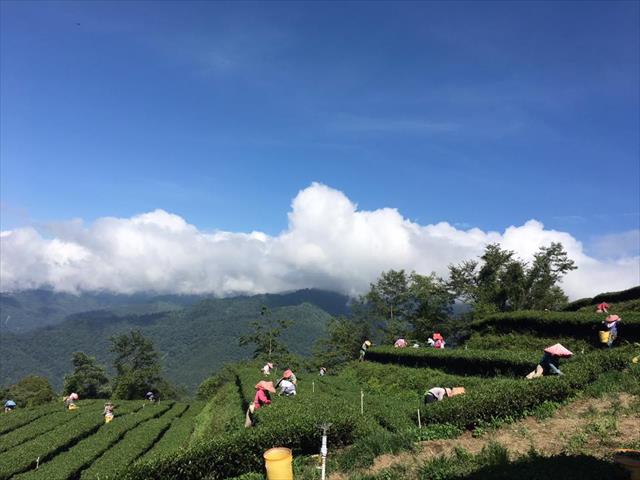 生產者圖片