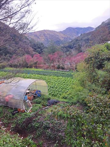 生產者圖片