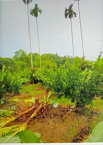 生產者圖片
