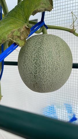 生產者圖片