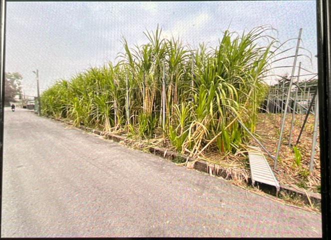 生產者圖片