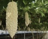 生產者圖片
