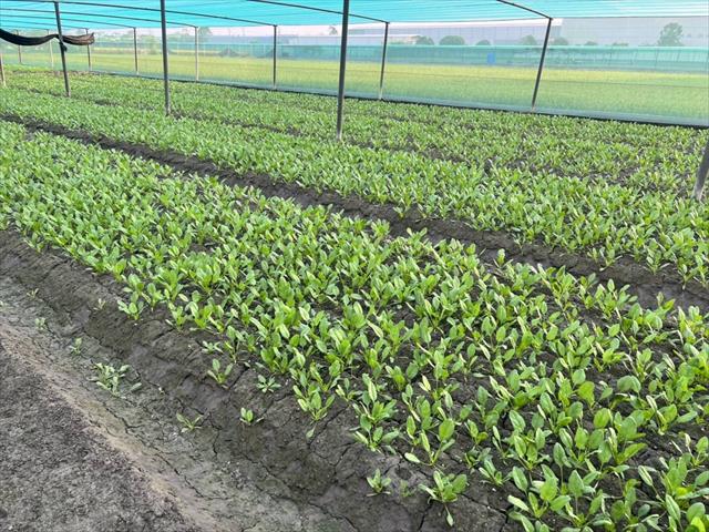 生產者圖片