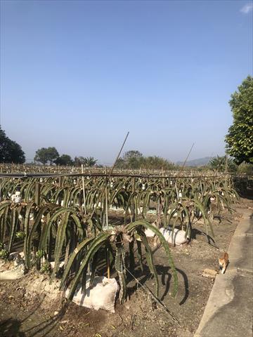 生產者圖片