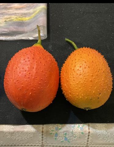 生產者圖片
