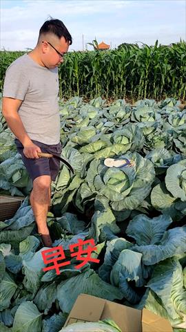 生產者圖片