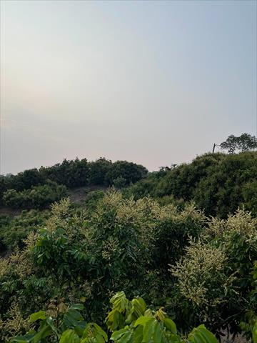生產者圖片