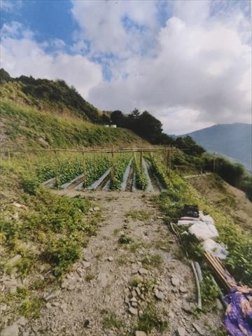 生產者圖片
