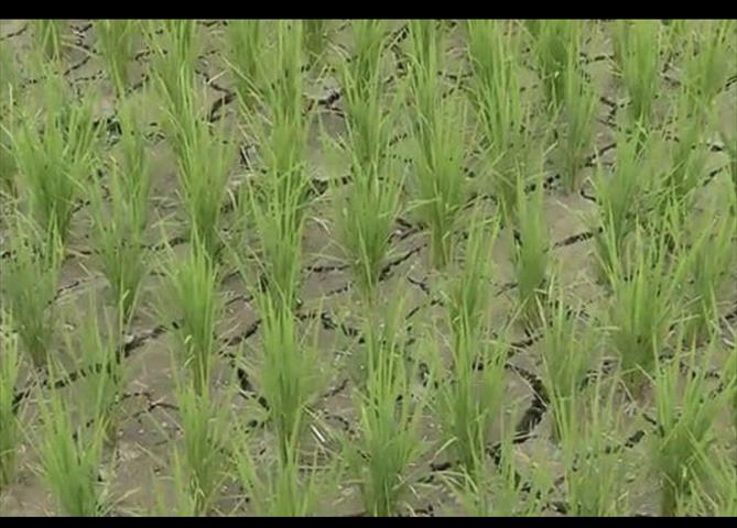 生產者圖片